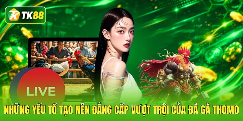 Những yếu tố tạo nên đẳng cấp vượt trội của đá gà thomo